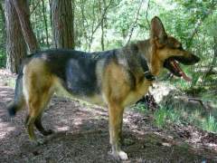 Benjamin - German Shepherd (Alsatian) Dog
