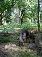 Benjamin - German Shepherd (Alsatian) Dog