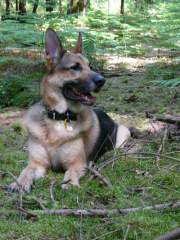 Benjamin - German Shepherd (Alsatian) Dog