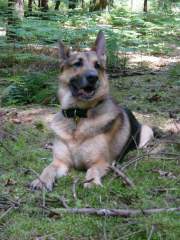 Benjamin - German Shepherd (Alsatian) Dog