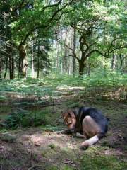 Benjamin - German Shepherd (Alsatian) Dog