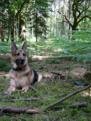 Benjamin - German Shepherd (Alsatian) Dog
