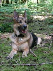 Benjamin - German Shepherd (Alsatian) Dog