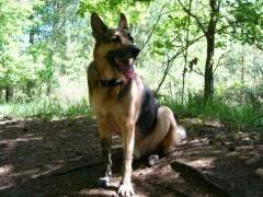 German Shepherd (Alsatian) dog with muddy paws!