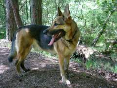 German Shepherd (Alsatian) dog with a happy smile!