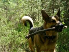 Benjamin - German Shepherd (Alsatian) Dog