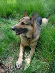 Benjamin - German Shepherd (Alsatian) Dog