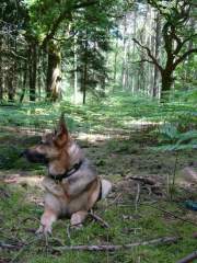 Benjamin - German Shepherd (Alsatian) Dog