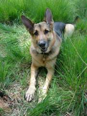 Benjamin - German Shepherd (Alsatian) Dog