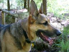 Benjamin - German Shepherd (Alsatian) Dog