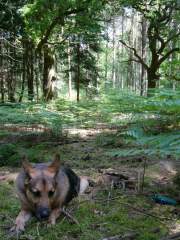 Benjamin - German Shepherd (Alsatian) Dog