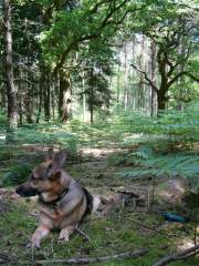 Benjamin - German Shepherd (Alsatian) Dog