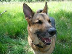 Benjamin - German Shepherd (Alsatian) Dog