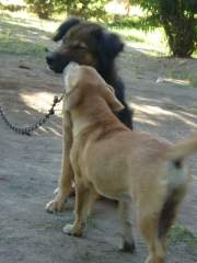 Scruffy and Pandak! Rural Philippines Mongrel Guard Dogs