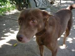 Browny - Mongrel (Askal) Guard Dog