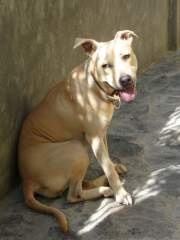 Shoubi - Pit Bull Terrier Bitch