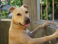 Shoubi - Pit Bull Terrier in the Philippines
