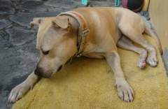 Shoubi - Pit Bull Terrier Bitch