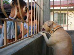 Shoubi - Pit Bull Terrier Bitch