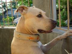 Shoubi - Pit Bull Terrier Bitch