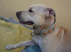 Shoubi - Pit Bull Terrier Bitch