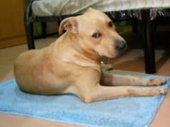 Shoubi - Pit Bull Terrier Bitch