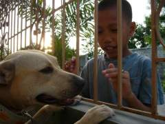 Shoubi - Pit Bull Terrier Bitch