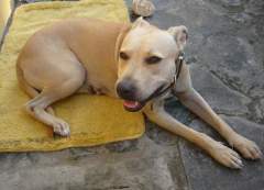 Shoubi - Pit Bull Terrier Bitch