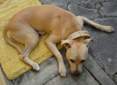 Shoubi - Pit Bull Terrier Bitch