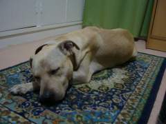 Shoubi on her own Private Mat!  Pit Bull Terrier Bitch