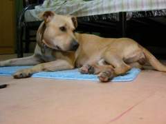 Shoubi - Pit Bull Terrier Bitch