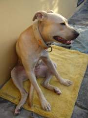 Shoubi - Pit Bull Terrier Bitch