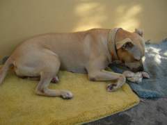 Shoubi - Pit Bull Terrier Bitch