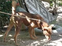 Browny - Mongrel (Askal) Guard Dog