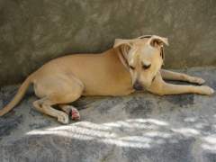 Shoubi - Pit Bull Terrier Bitch