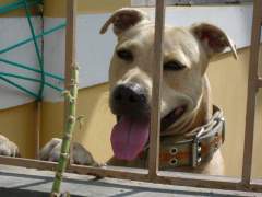 Shoubi - Pit Bull Terrier Bitch