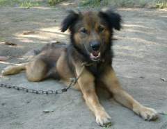 Very Scruffy but Very Lovable Mongrel