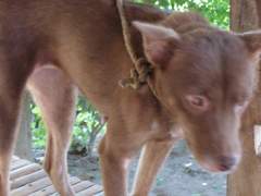 Browny - Mongrel (Askal) Guard Dog