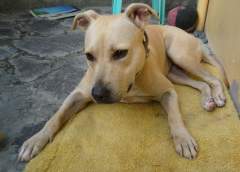 Shoubi - Pit Bull Terrier Bitch