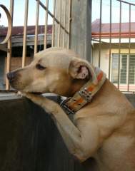 Shoubi - Pit Bull Terrier Bitch