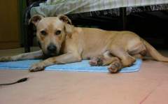 Shoubi - Pit Bull Terrier Bitch