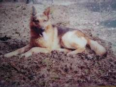 Bruce - German Shepherd (Alsatian) Dog