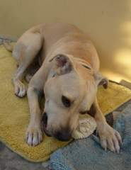 Shoubi - Pit Bull Terrier Bitch