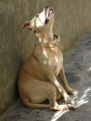 Shoubi, a lovely dog looking up at the sky...