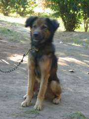 Very Scruffy but Very Lovable Mongrel