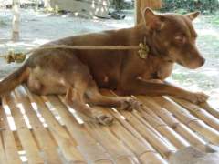 Browny - Mongrel (Askal) Guard Dog