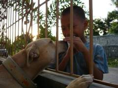 Shoubi - Pit Bull Terrier Bitch