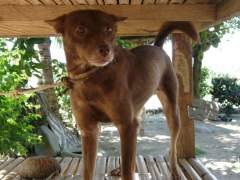 Browny - Mongrel (Askal) Guard Dog