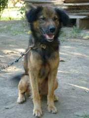 Very Scruffy but Very Lovable Mongrel