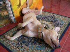 Shoubi Making Herself At Home!